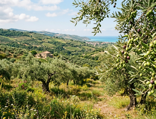 Dalla Calabria un contributo scientifico per affrontare la sfida climatica dell’olivicoltura