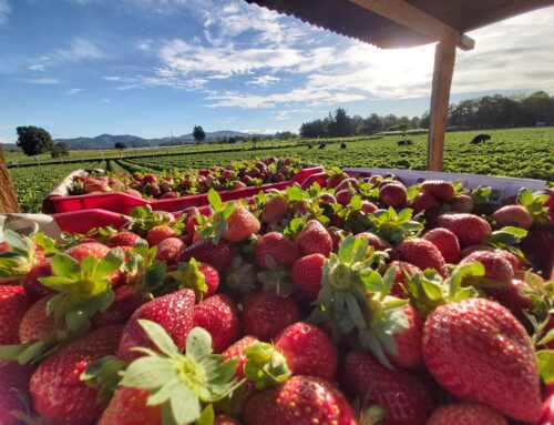 Campagna fragolicola 2026: crescita produttiva, sfide climatiche e appello al consumo di prodotto italiano