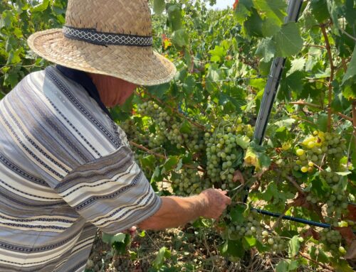 Vendemmia 2025 ottima, ma dazi e sanzioni danneggiano i nostri produttori
